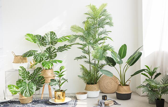甲醛克星植物