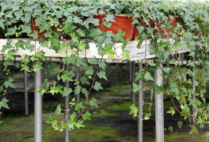 除甲醛植物排名-常春藤获冠军