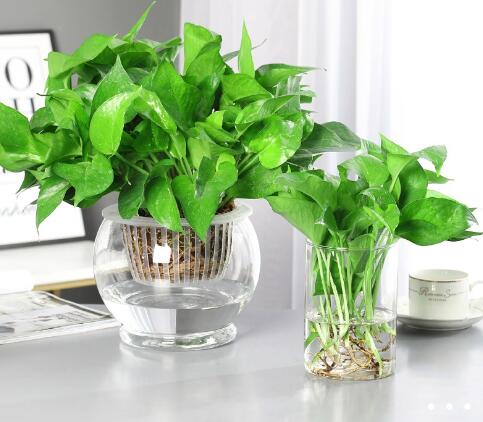 吸甲醛的绿植排名,吸附甲醛植物排行榜-西安TK除甲醛公司
